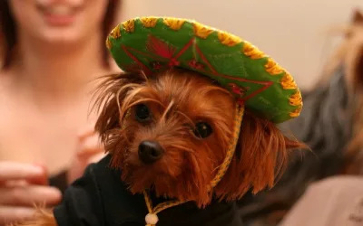 Happy Cinco de Mayo from the Pros at Water Restoration in Naples, Florida