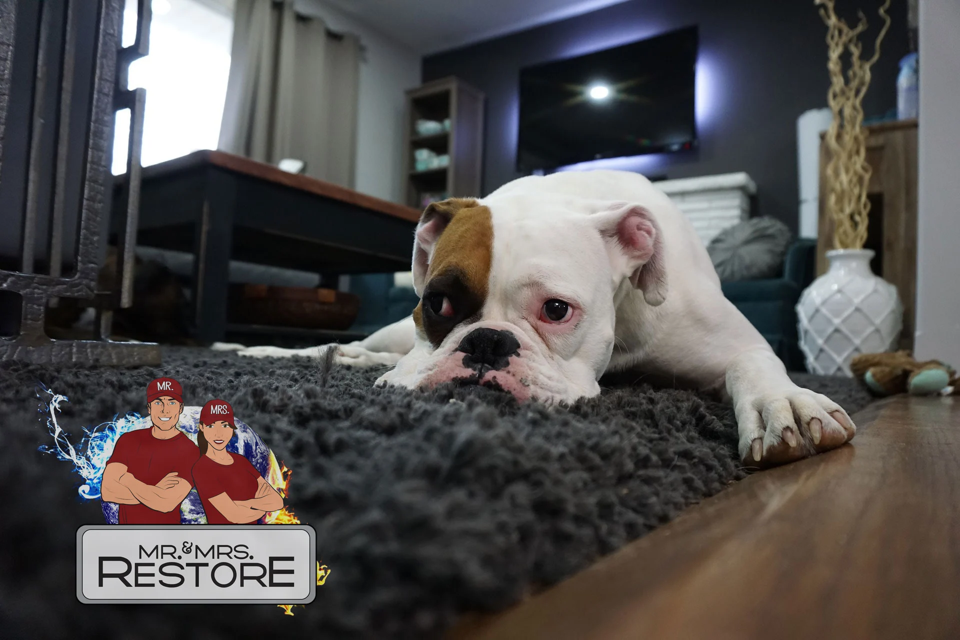 carpet-stain-removal-cleaning-company